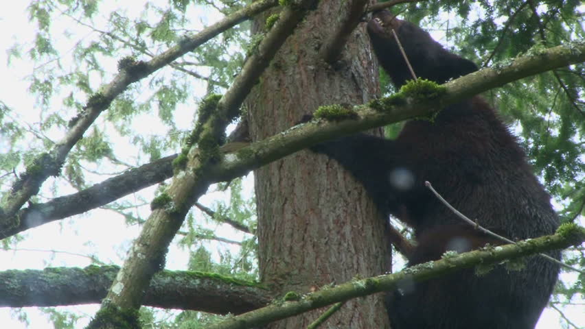 Large black bear climbing down tall evergreen tree, close up.