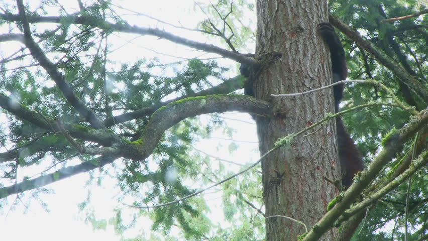 Tilt up to large black bear climbing tall evergreen tree, close up.