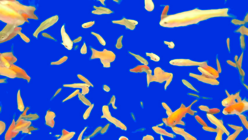 Many goldfish swimming in fish tank together with blue screen channel.