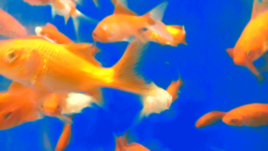 Many goldfish swimming in fish tank together with blue screen channel.