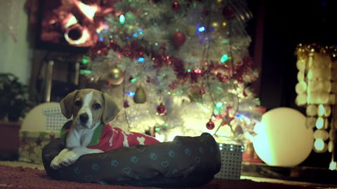 4k Christmas and New Year Holiday Dog Pet Posing