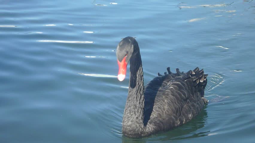 Rare red billed black swan swims and feeds in river.