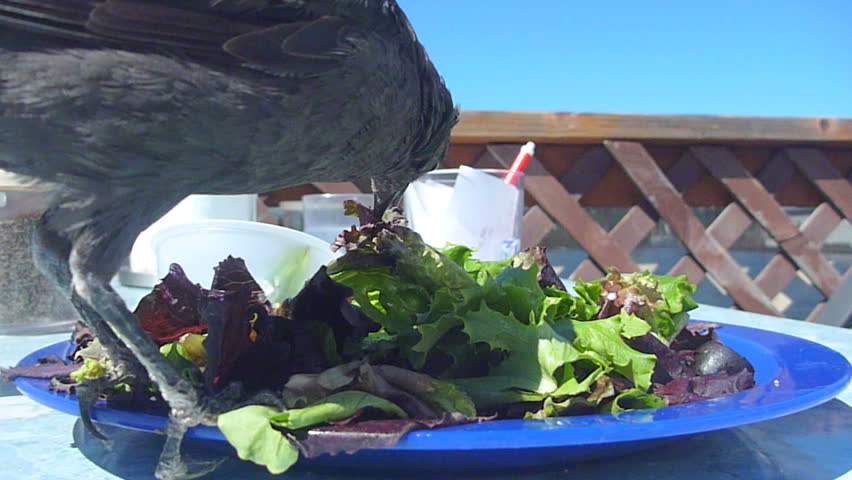 Birds at restaurant get really excited over a salad.