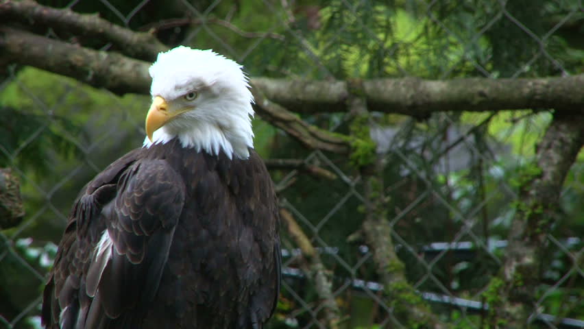 Large American Bald Eagle outdoors.