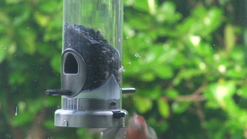 Small bird flies up and lands to eat bird seed on bird feeder on summer day.