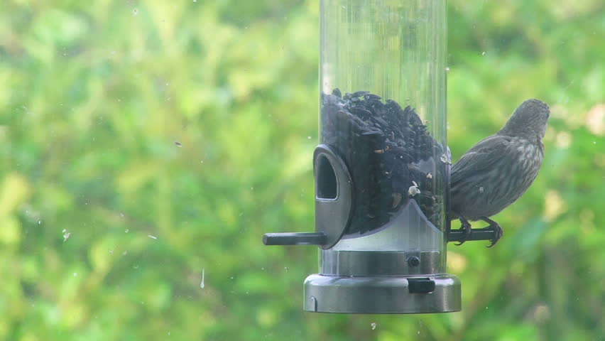 Small bird eats bird seed on bird feeder then flies away on summer day.