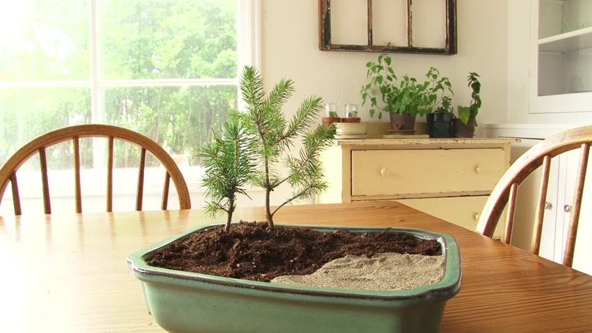 Person plants bonsai tree in pot and soil, adds sand and rocks and places on
