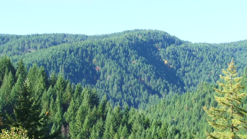 Long camera zoom out from evergreen trees to wide angle forest in autumn season.