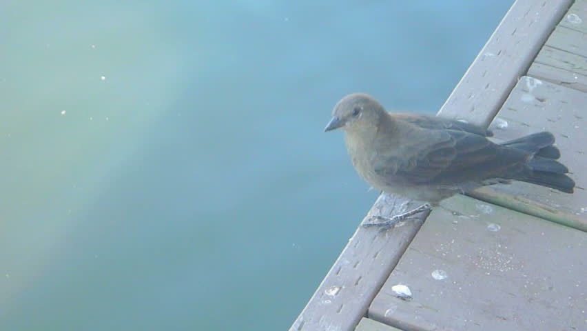 Bird on wooden dock flies away.