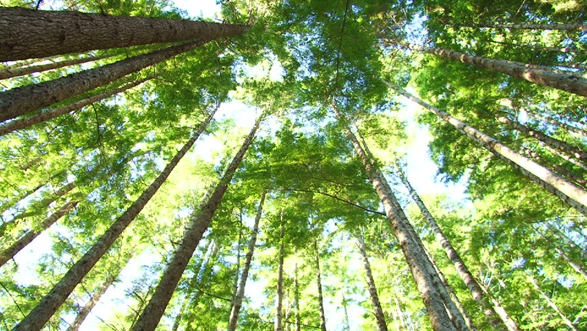 Camera spinning low angle shot through lush, Pacific Northwest forest showing