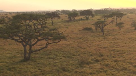 AERIAL, CLOSE UP: Flying above lush acacia trees scattered around endless short grass savannah grassland landscape in Serengeti national park. Spectacular scenery at golden light of dawn in wilderness