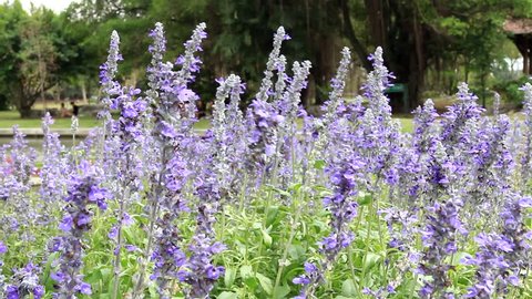 Beautiful spring background with Salvia farinacea Benth, purple lavender flower