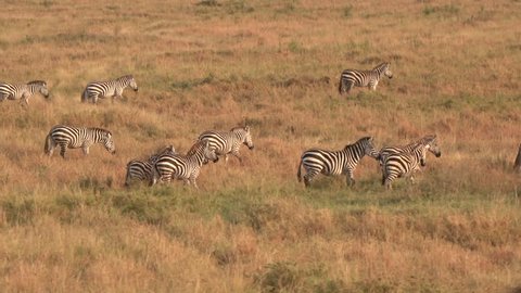 AERIAL, CLOSE UP: Flying above zebra family with infants passing savannah grassland landscape. Wild zebras running in line across vast meadow field in famous Serengeti plains at magical golden sunset