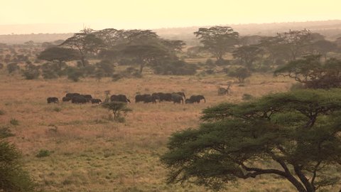 AERIAL: Flying above dry open acacia tree woodland and wild elephant family with baby elephants walking in line wandering in savannah grassland wilderness at misty golden light sunset in Serengeti