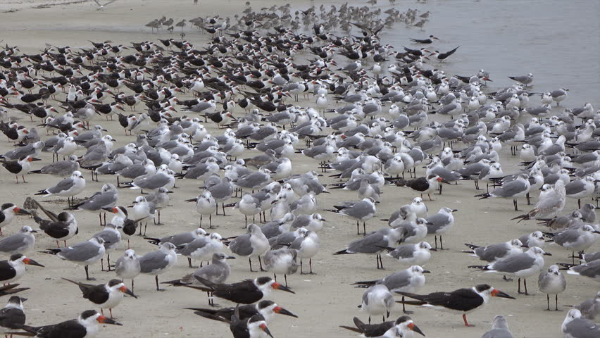 Flock of bird, laughing gulls and skimmers on the beach at Homosassa, Florida, USA