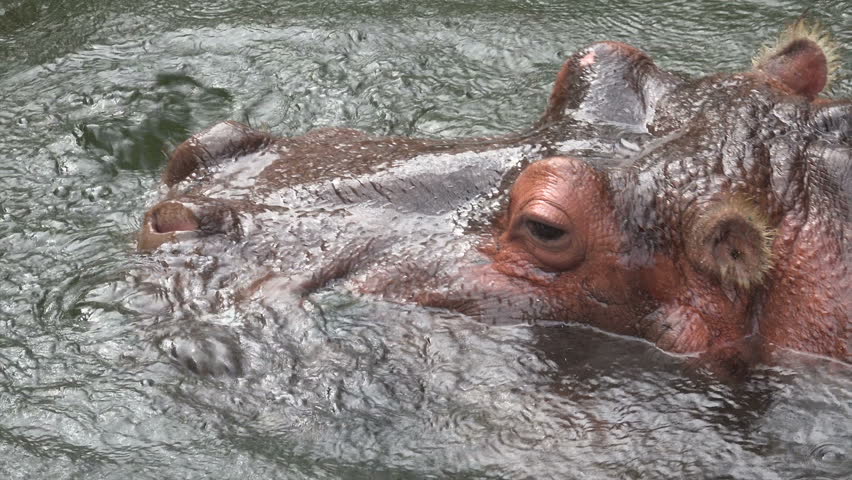 Close up of eyes and nose of Hippopotamus Royalty-Free Stock Footage #23071096