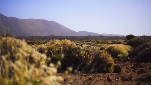 Small bushes on a background of mountains in the desert