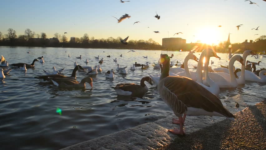 birds in the lake in Hyde park in London, UK. Royalty-Free Stock Footage #23079961
