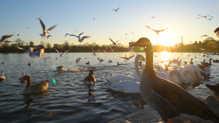 birds in the lake in Hyde park in London during sunset slow motion Royalty-Free Stock Footage #23079970