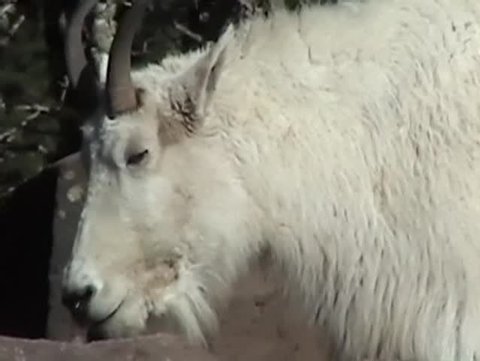Mountain goats (Oreamnos americanus) are not true goats but are more closely related to antelopes