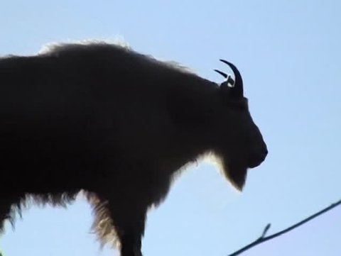Mountain goats (Oreamnos americanus) are not true goats but are more closely related to antelopes