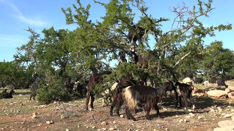 Goats Climb Argan Trees To の動画素材 ロイヤリティフリー Shutterstock