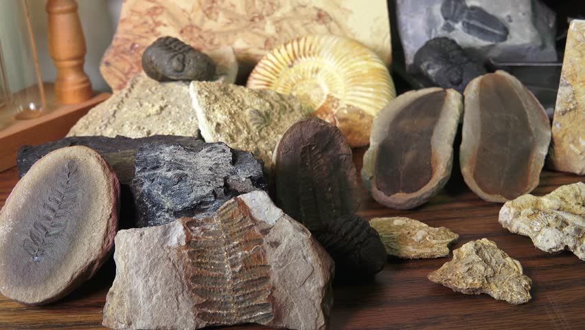 Assortment of prehistoric fossilized plants and animals captured in stone matrix.