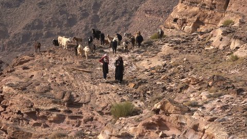 KING'S HIGHWAY, JORDAN - NOVEMBER 2016: Female herders walk their flock of goats through the mountains in Jordan
