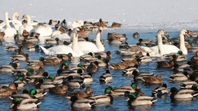 ducks and swans swim in the lake in winter