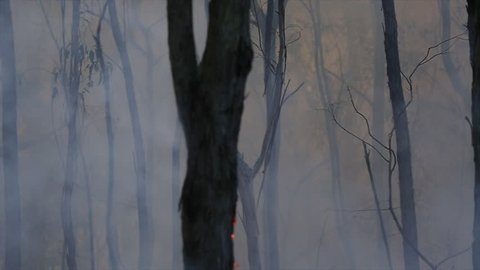 Bushfire burning fire fighting