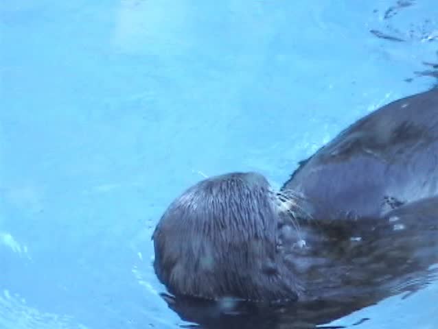 Sea otter (Enhydra lutris)