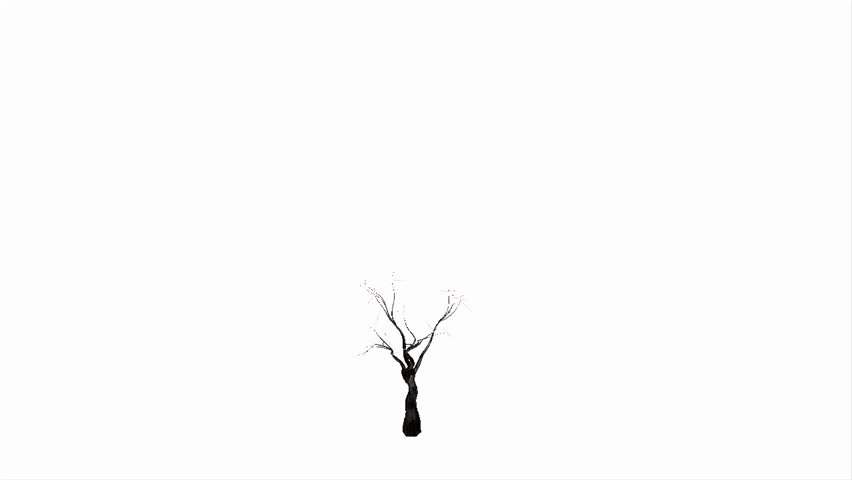 Cherry tree growing animation against white background