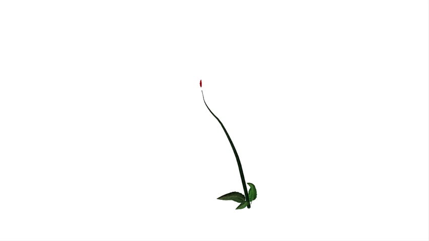 Red dahlia growing animation against white background