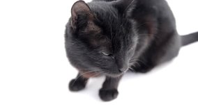 Black mixed-breed cat walking and facing the camera