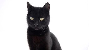 Black mixed-breed cat walking and facing the camera