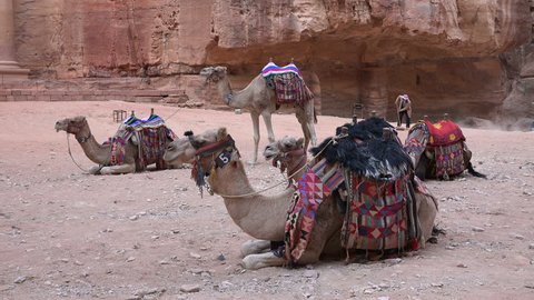 PETRA, JORDAN - NOVEMBER 2016: Decorated camels are waiting for tourists in the ancient city of Petra in Jordan