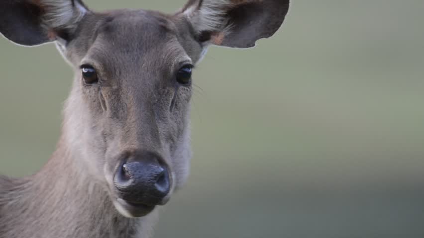 Wild Sambar Deer Grazing In Stock Footage Video 100 Royalty Free 23122798 Shutterstock
