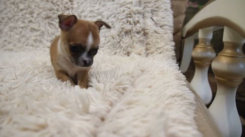 Ginger puppy of chihuhua on sofa with white cover funny plays with mother dog and almost fell down
