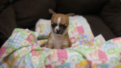 Funny puppy of chihuhua in basket with colored diaper