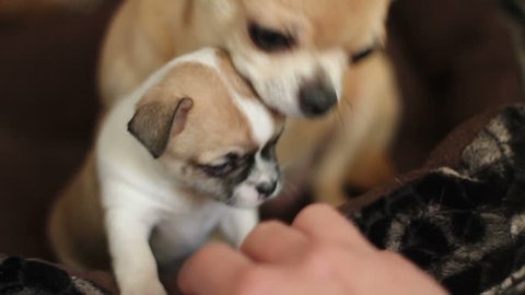 Puppy of chihuhua in basket plays with male finger