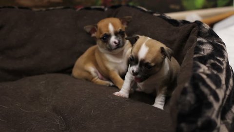 Ginger and grey puppies of chihuhua funny plays in big brown basket