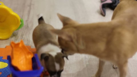 Mother smells her puppy of chihuhua near children toys