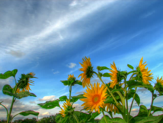 Blue sky over sunflowers, HD time lapse clip, high dynamic range imaging.