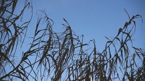 Reeds in the wind and blue sky in slow motion
