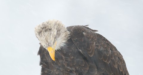 Snow storm with bald eagle. Snowflakes with Haliaeetus leucocephalus, portrait of brown bird of prey with white head, yellow bill. Cold winter with eagle. Detail portrait of bird with snowflakes.