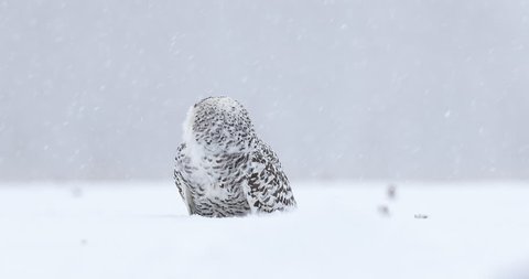 Winter scene with white owl. Snowy owl, Nyctea scandiaca, rare bird sitting on the snow, snowflakes in wind, Manitoba, Canada. Wildlife scene from snowy nature. Yellow eyes in white.