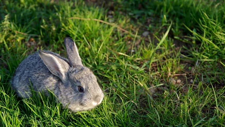 Young gray rabbit on the grass in the garden
