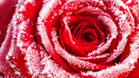 Timelapse footage: red rose with hoarfrost closeup, the flower is blossoming while the ice crystals melt