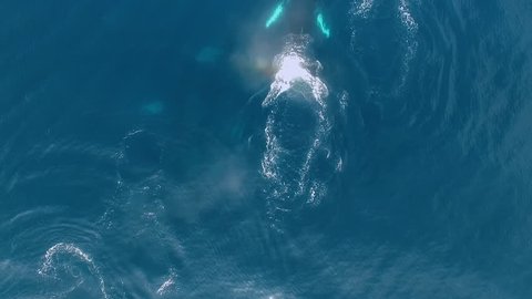 Top down aerial shot of a group of humpback whales swimming at high speed. During this "mating chase" several males pursue a single female. Filmed off Colombia's Pacific coast.