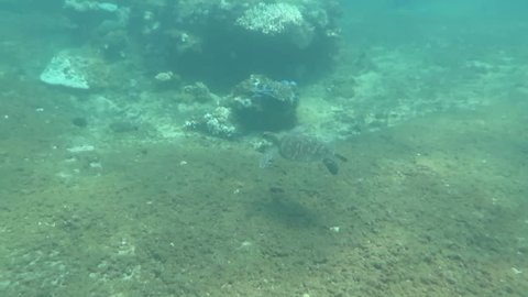 Hawksbill sea turtle current on coral reef island Bali